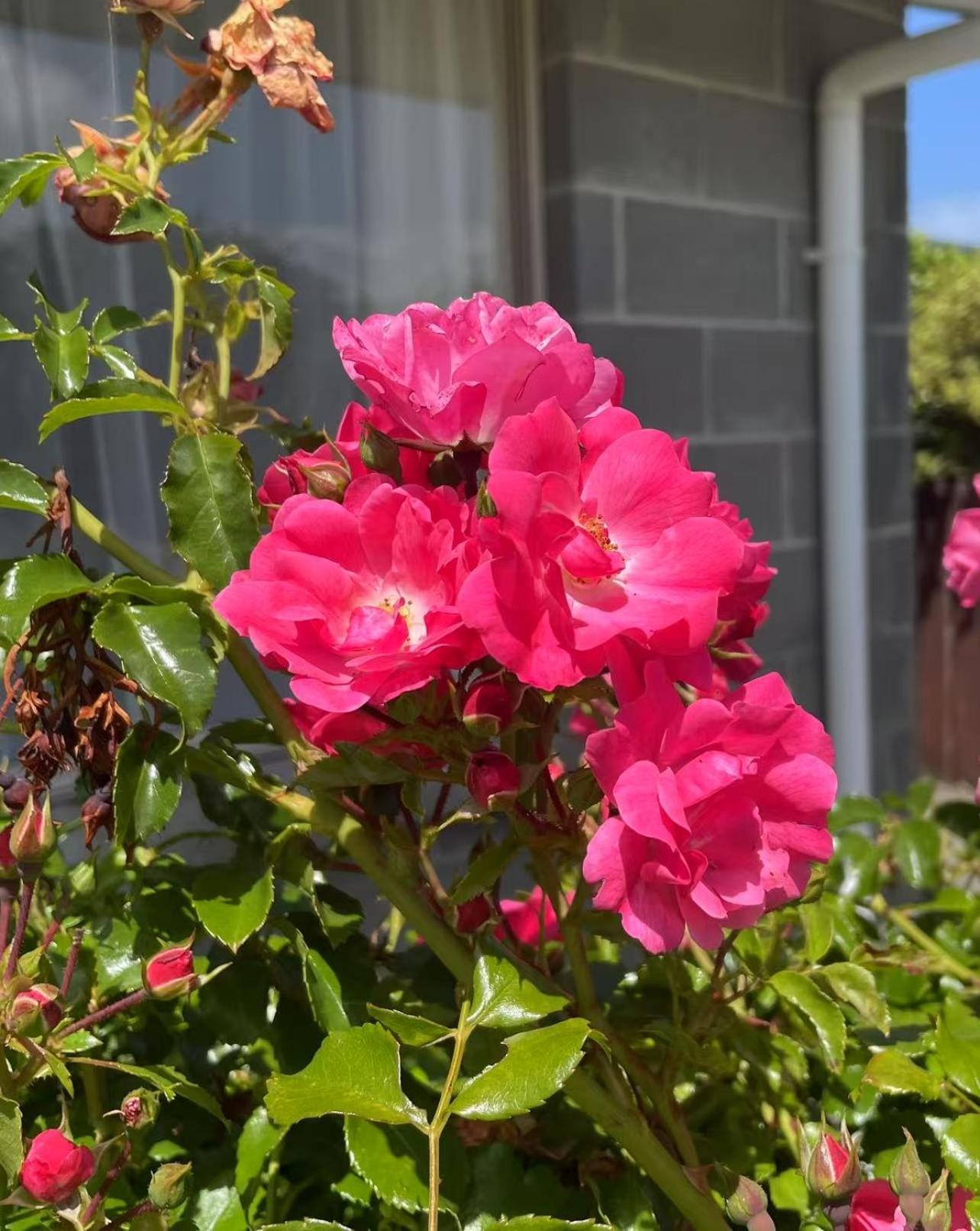 House 3 Mins Walk Bellerive, Hobart Holiday home *